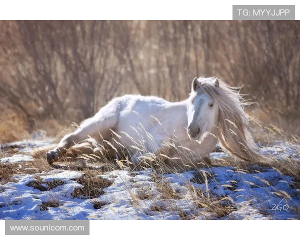 动物感伤的清晨：在寂静中聆听生命的心跳